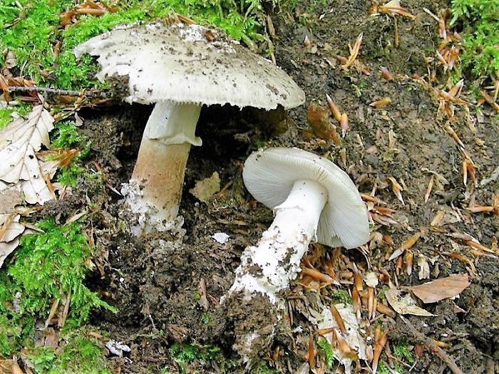 135 Da determinare bosco misto di latifoglia 530 m s.l.m
